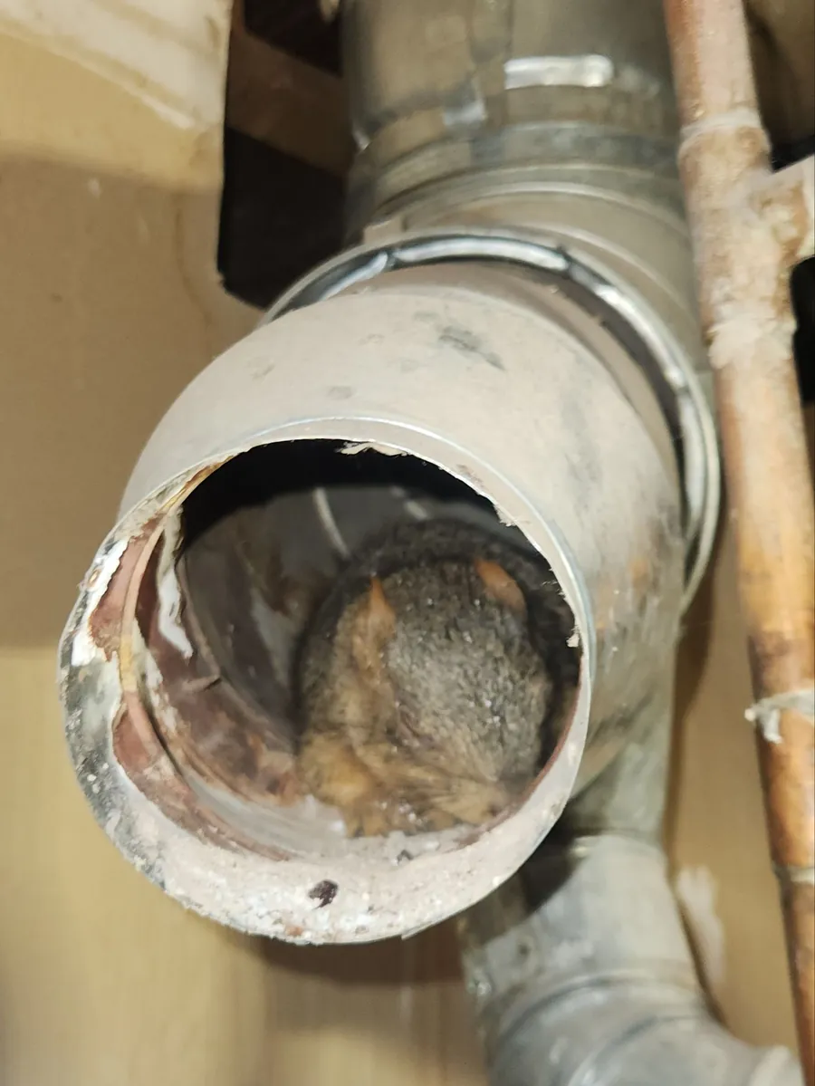 A squirrel retrieved from ductwork